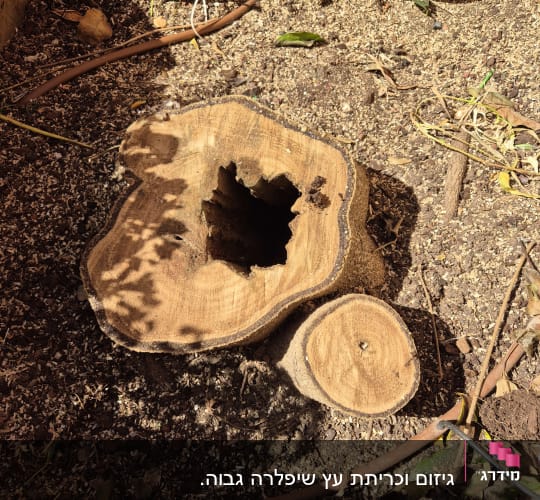 גזע עץ גזום עם חתך חשוף באדמה